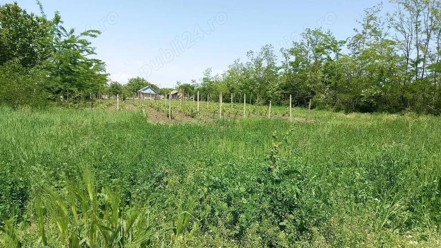 Teren de 2580 mp, în Potângeni