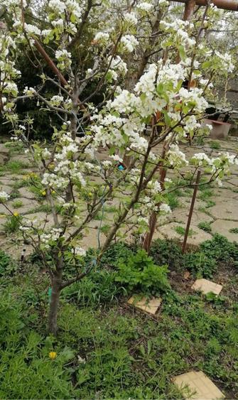 Casă cu 5 camere cu Teren 600 Mp în Aradului