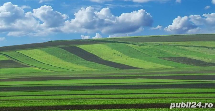 Teren de 500000 mp, în Sânandrei