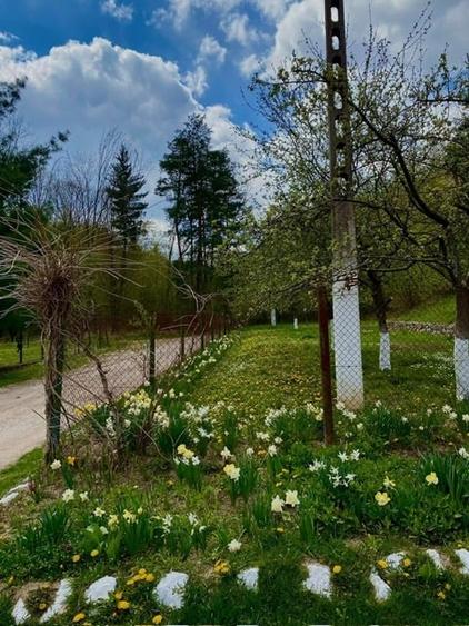 Teren Construcții intravilan de 5660 mp, în Sud