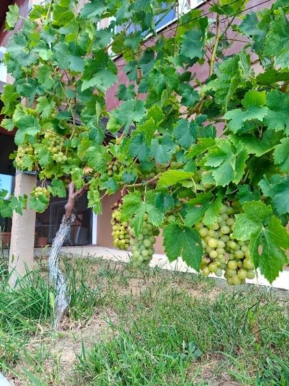 Casă individuală cu 3 camere cu Canalizare în Jugureni