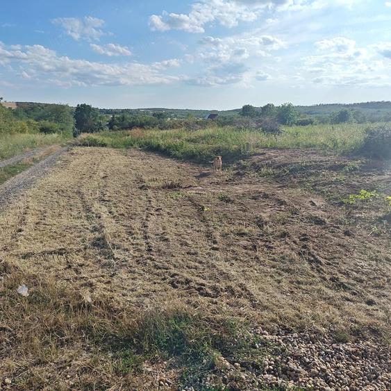 Teren de 10000 mp, în Viile Satu Mare