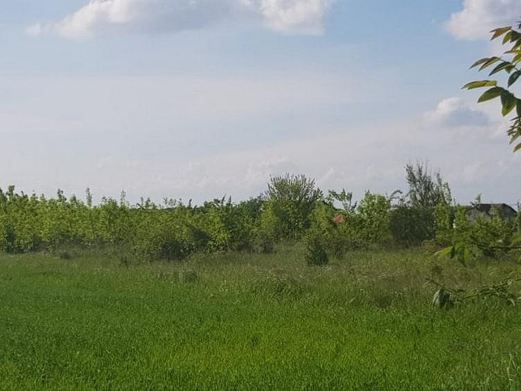 Teren Construcții intravilan de 3000 mp, în Ciolpani