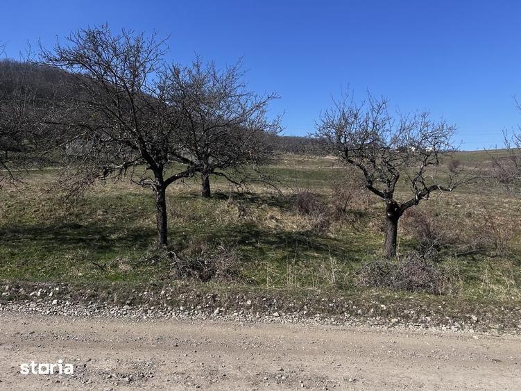 17 parcele Teren extravilan Drumul Dumitrei Noi - 1