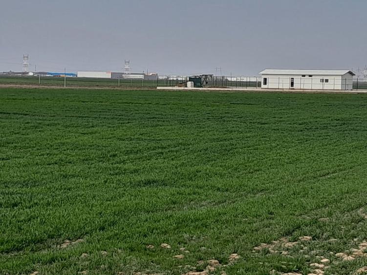 Teren agricol extravilan de 7462 mp, în Berceni