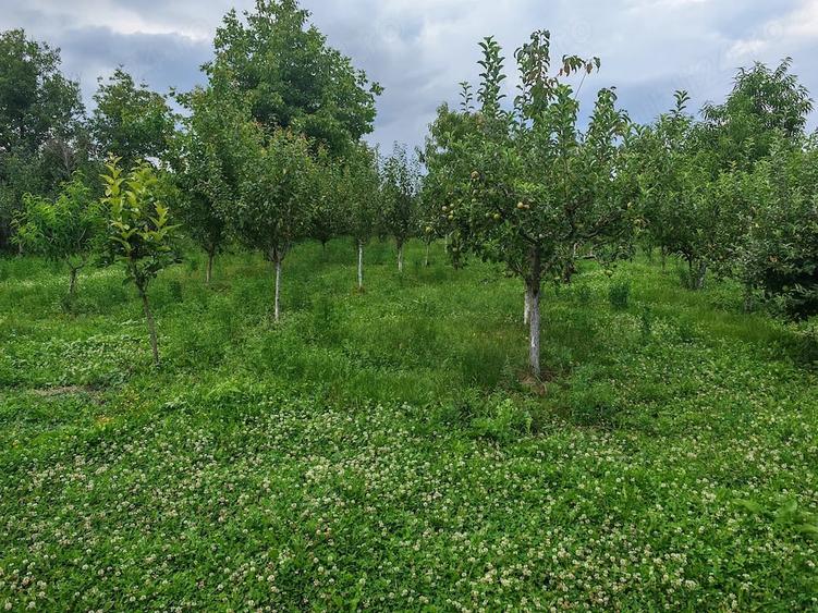 Casă cu 5 camere cu Teren 3000 Mp în Podenii Noi