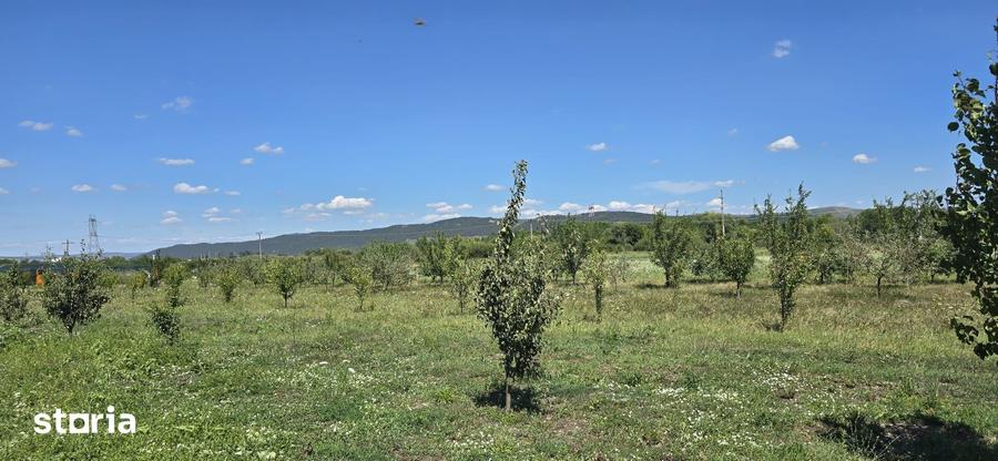 Teren in zona Rascruci ideal pentru hala, toate utilita?ile - 2