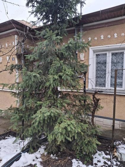 Casă cu 5 camere cu Teren 510 Mp în Copou