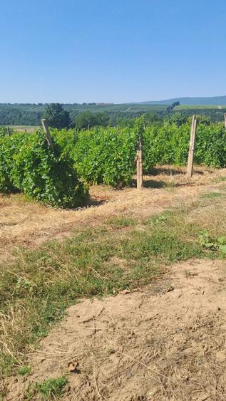 Teren de 2905 mp, în Periferie