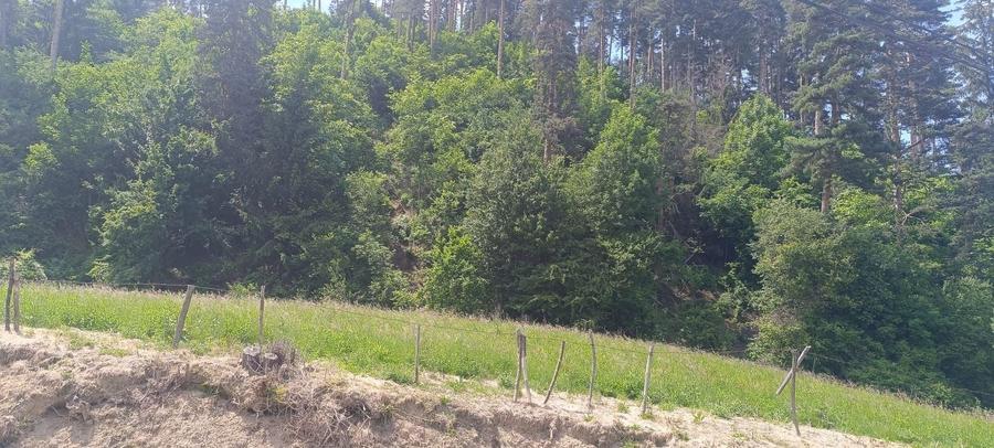 Teren Construcții intravilan de 3500 mp, în Cernatu