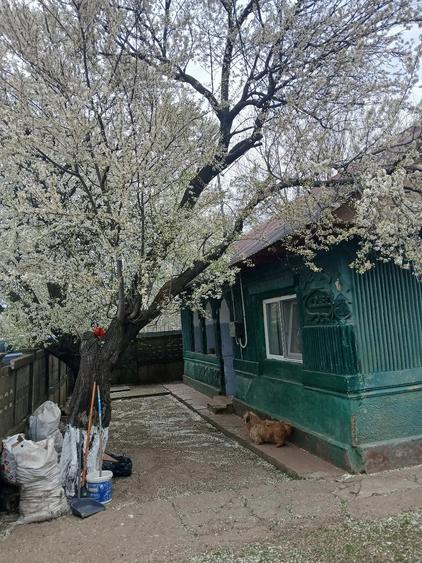 Casă cu Teren 680 Mp în Fierbinți-Târg