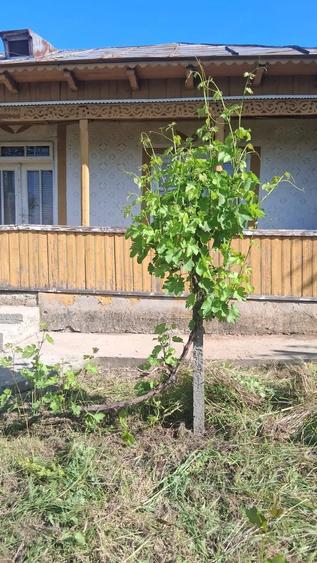 Casă cu Teren 1470 Mp în Fântânele