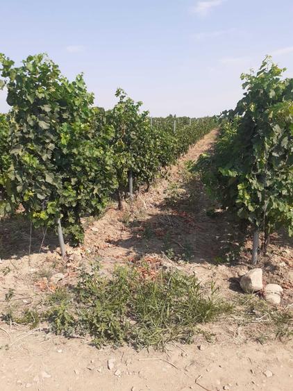 Vand 4,64 ha teren viticol cu plantatie de vita-de-vie Carligele, Podgoria Cotesti, Vrancea - 3