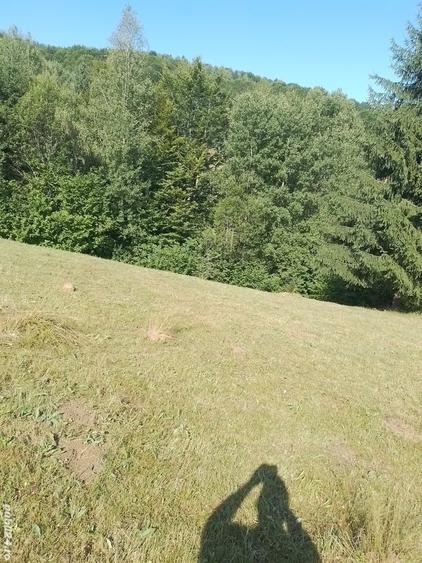Teren de 10000 mp, în Avram Iancu