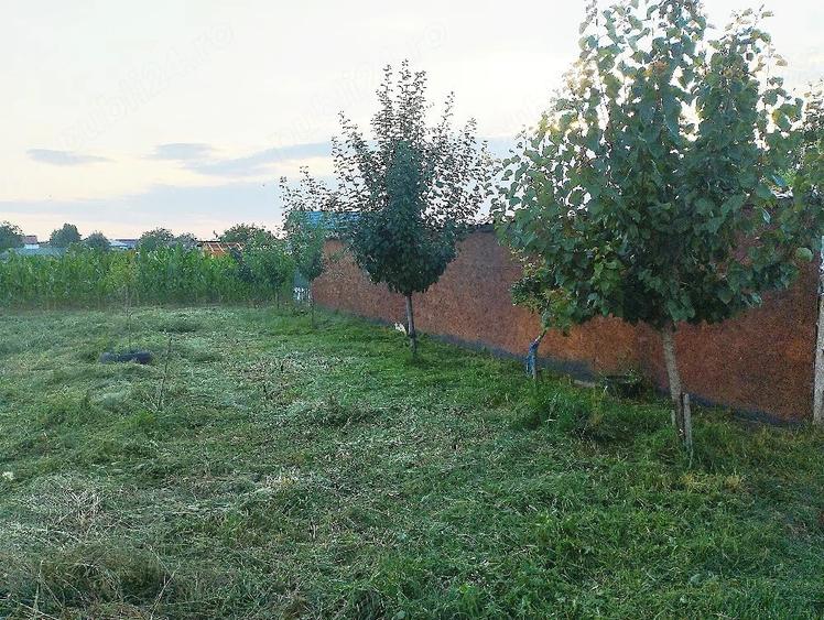 Teren de 2000 mp, în Curtișoara