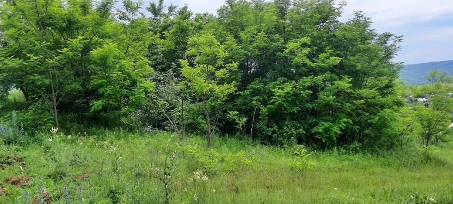 Teren Construcții extravilan de 3000 mp, în Luncani