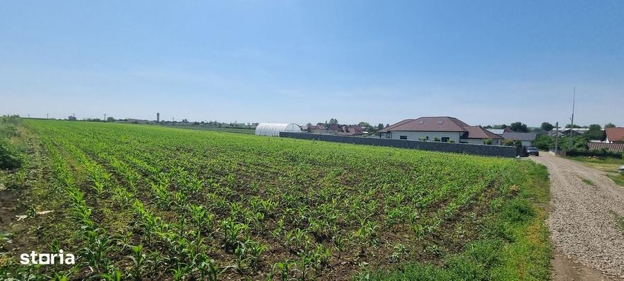 1 ha teren in Catamarasti Deal - 1