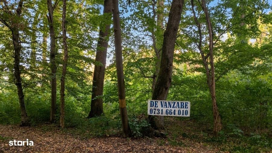 Spațiu comercial, în Snagov