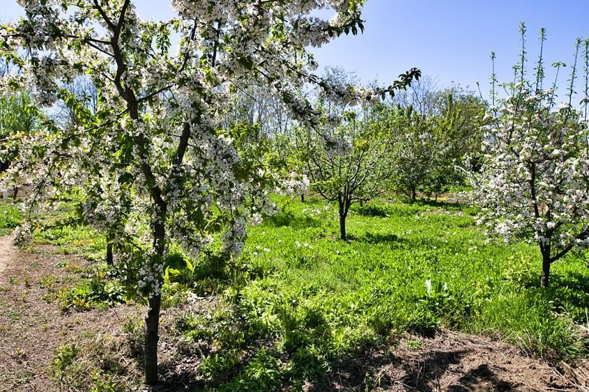 Casă individuală cu 4 camere cu Teren 1769 Mp în Săvești