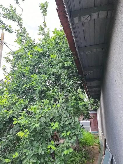 Casă cu 4 camere cu Teren 1280 Mp în Sinești