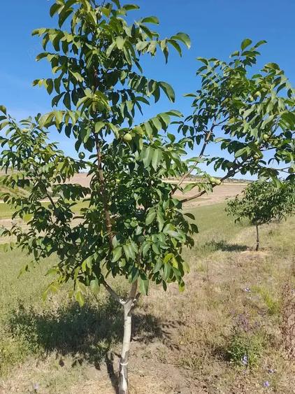 Teren de 33400 mp, în Central