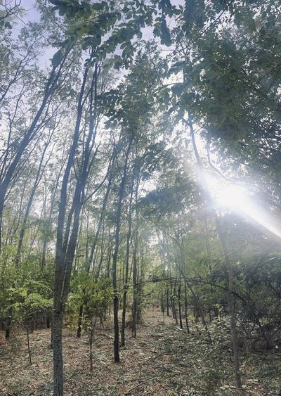 Teren de 5000 mp, în Valea Părului