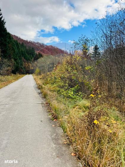 Teren de 4877 mp, în Bârsana