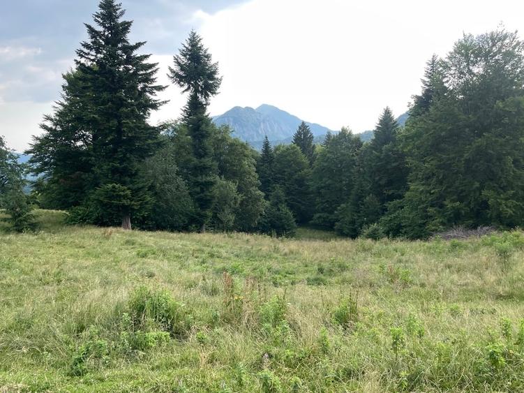 Teren Construcții intravilan de 12750 mp, în Pârâul Rece