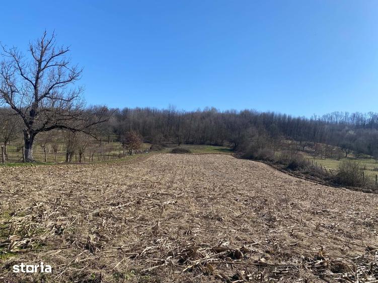 Teren de vanzare 11.000 mp, acces asfaltat - 2