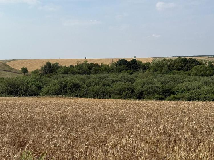 Teren Construcții intravilan de 1203 mp, în Miersig