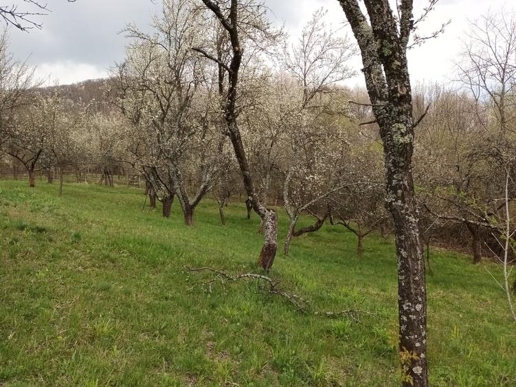 Teren de 10600 mp, în Berislăvești