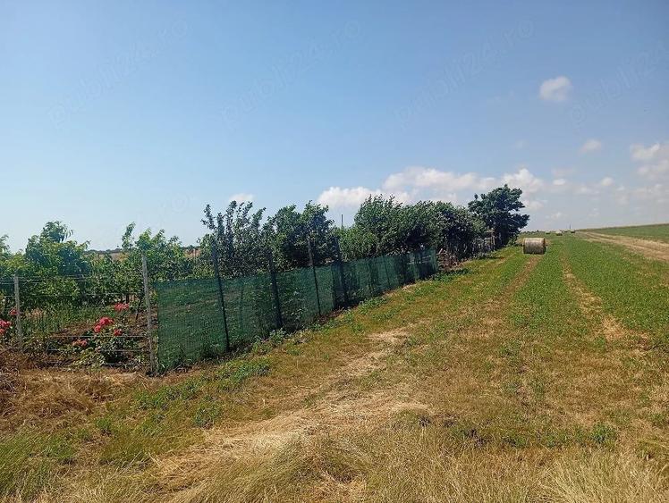 Se vinde proprietate de 5000m,costind dintr o ferma de crescut animale. - 2
