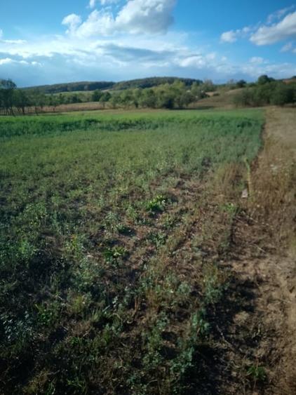 Teren extravilan de 2200 mp, în Românași