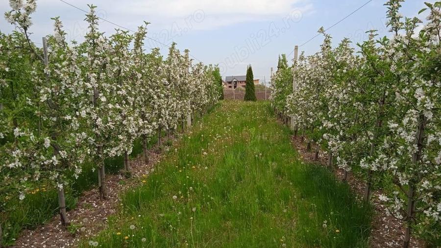 Teren de 3600 mp, în Bosanci