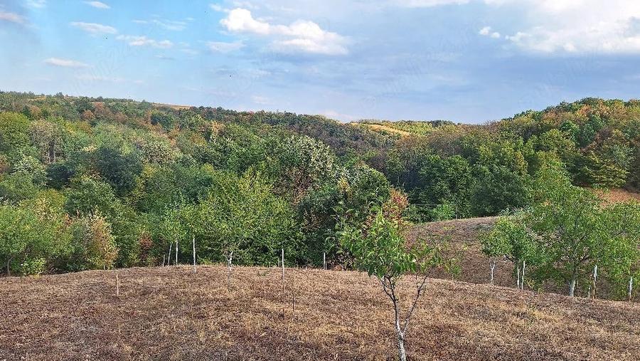 Teren de 5500 mp, în Poiana Tășad