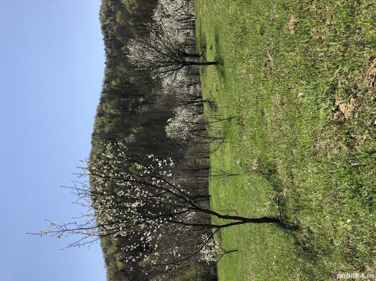 Teren de 9104 mp, în Brebu