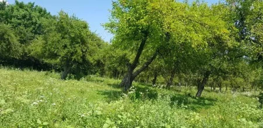 Teren de 5000 mp, în Mușcel