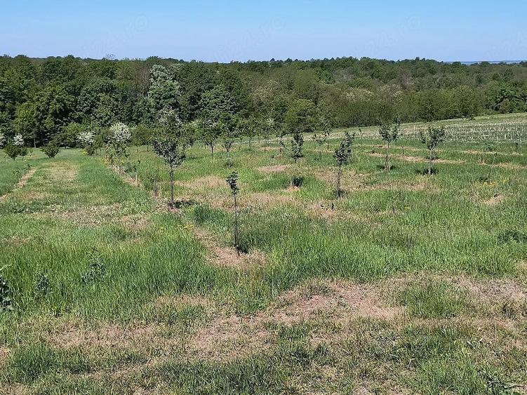 Teren de 8700 mp, în Ramna