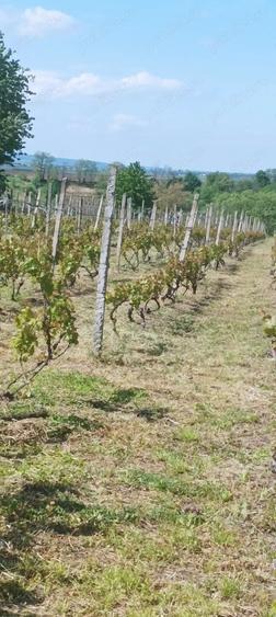 Teren de 2300 mp, în Sărata (Sărata)