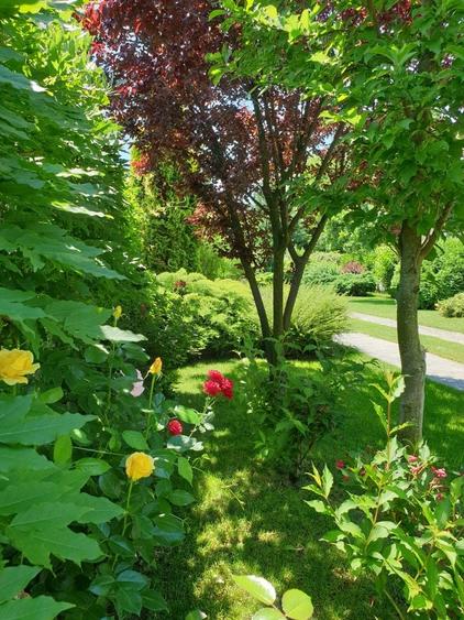 Casă individuală cu 6 camere cu Piscina în Snagov