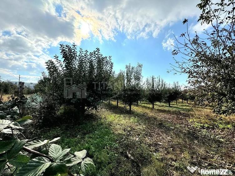 Livada+gradina, teren intravilan 2902mp, Damienesti-Bacau... - 5