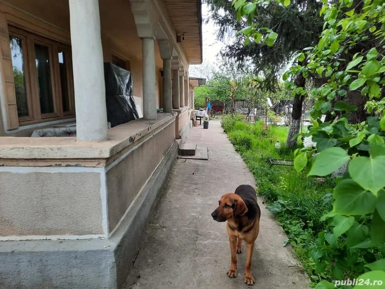 Casă cu 4 camere cu Teren 13000 Mp în Oncești