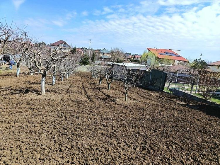 Vils la gri in Buftea, Strada Indepententei,NR 8 ,Calul Balan - 4