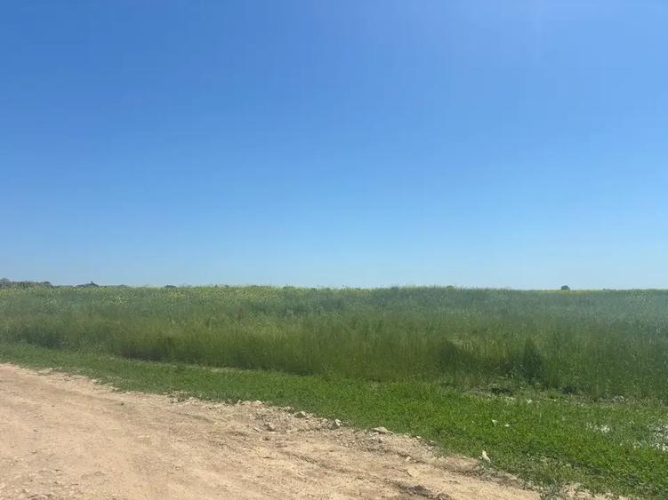 Teren agricol intravilan de 500 mp, în Berceni
