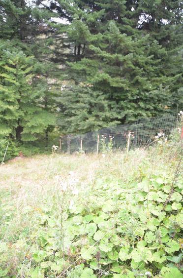 Teren de 1300 mp, în Valea Alba