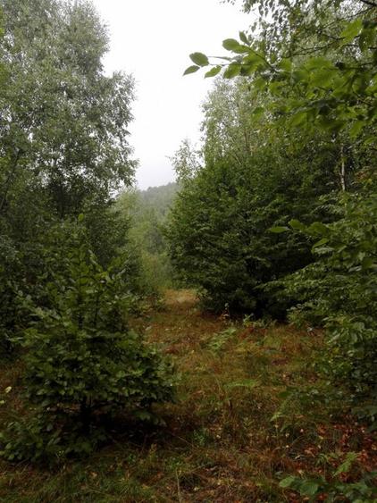 Teren Construcții intravilan de 5700 mp, în Râu de Mori