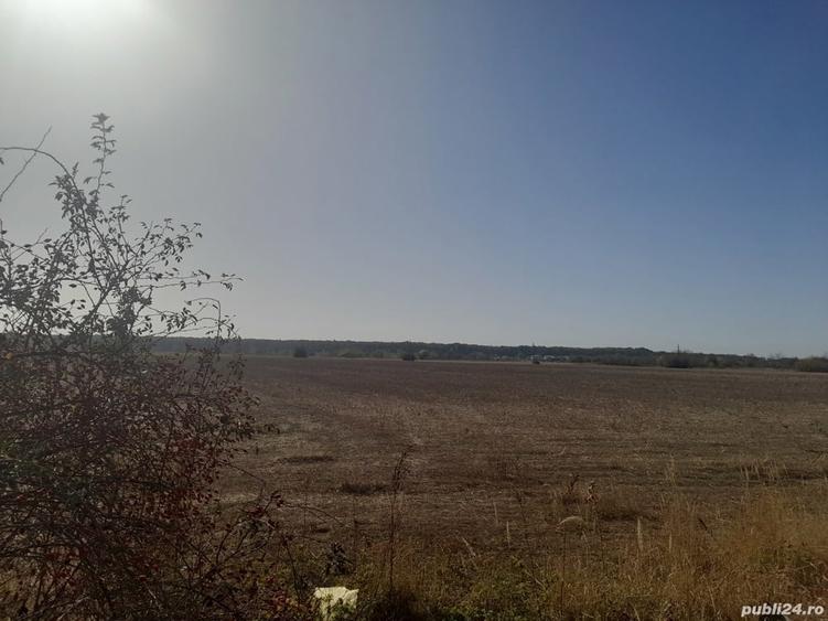 Teren de 43000 mp, în Bolintin-Deal