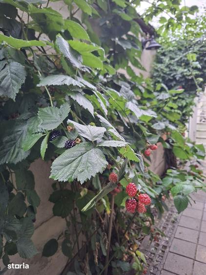 Apartament cu 3 camere în Dobroești