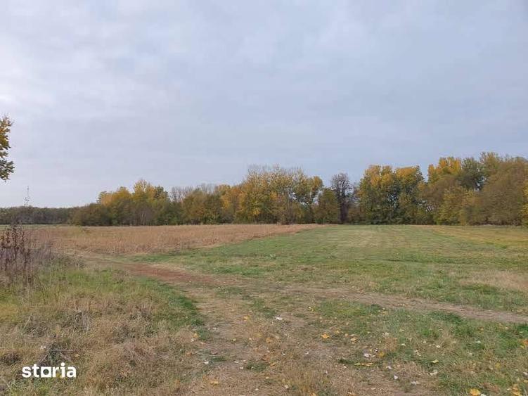 Teren de vanzare Dumbrava Minunata in Domnesti, Ilfov - 7