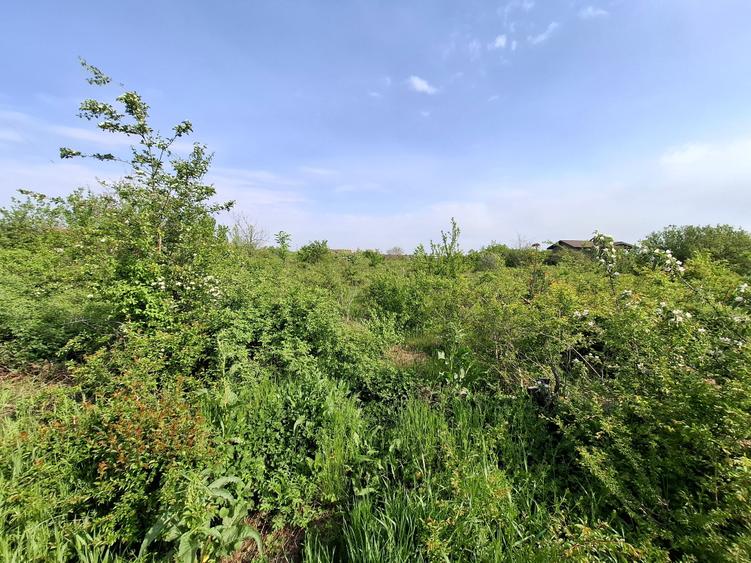 Teren Construcții intravilan de 3300 mp, în Vlădiceasca